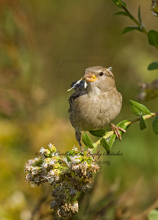 Passer domesticus  HOUSE SPARROW 8009165