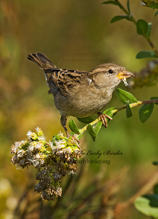 Passer domesticus  HOUSE SPARROW 8009166