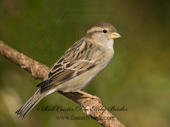 Passer domesticus  HOUSE SPARROW 8019244