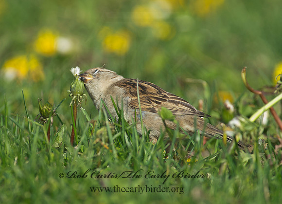 Passer domesticus  HOUSE SPARROW 9000615