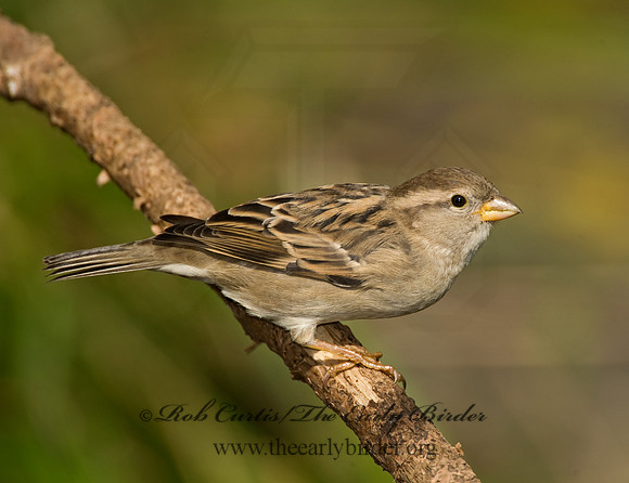 Passer domesticus  HOUSE SPARROW 8019245