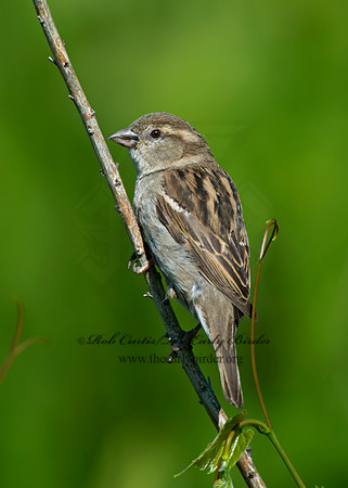 Passer domesticus  HOUSE SPARROW 9002035