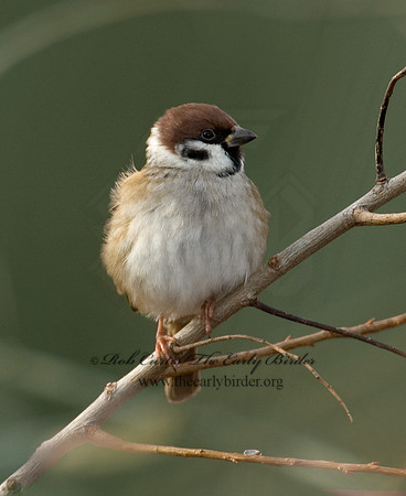 Passer montanus  EURASIAN TREE SPARROW 5003410