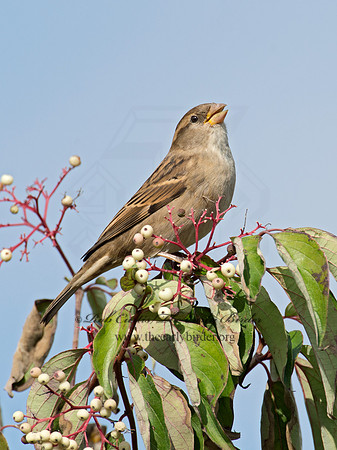 Passer domesticus  HOUSE SPARROW 9015219