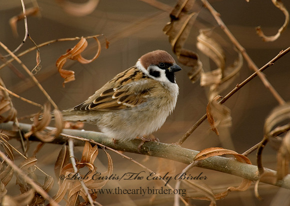 Passer montanus  EURASIAN TREE SPARROW 5003402