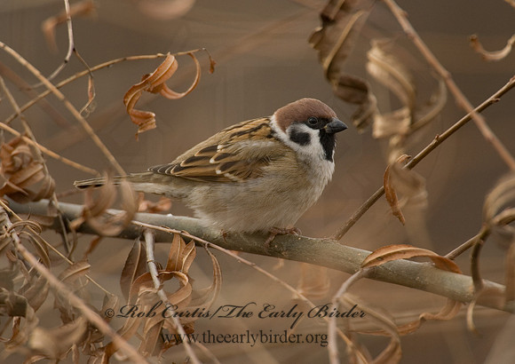 Passer montanus  EURASIAN TREE SPARROW 5003400