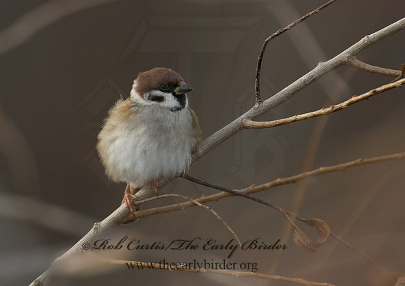 Passer montanus  EURASIAN TREE SPARROW 5003408