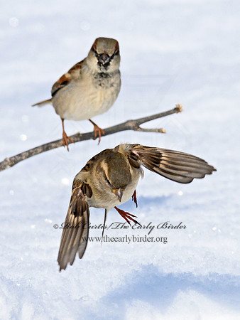 Passer domesticus  HOUSE SPARROW 1301019