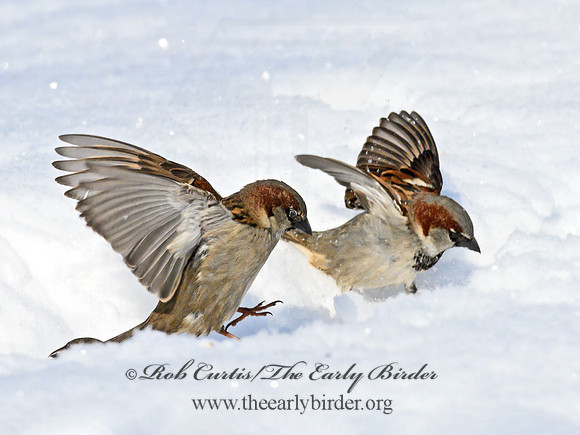 Passer domesticus  HOUSE SPARROW 1301037