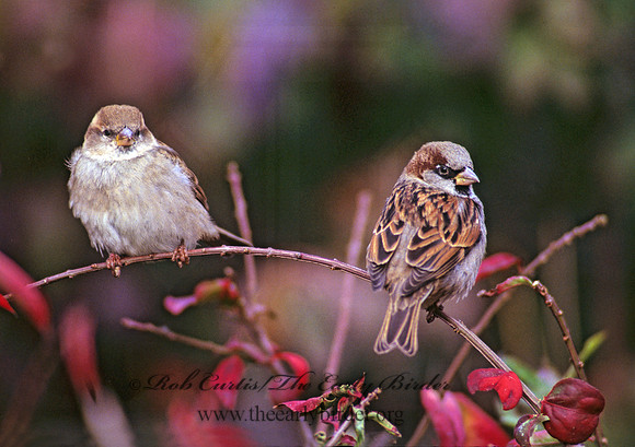 Passer domesticus  HOUSE SPARROW 247012
