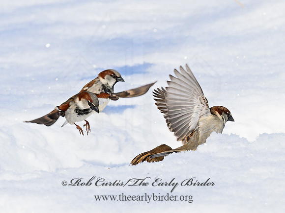 Passer domesticus  HOUSE SPARROW 1301041
