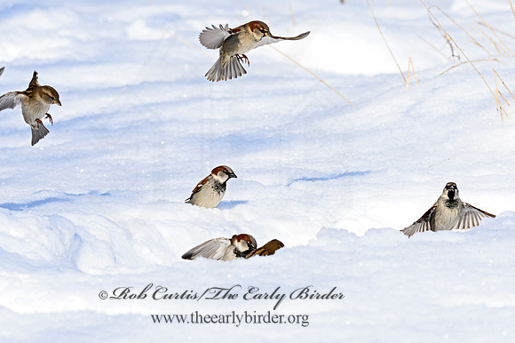 Passer domesticus  HOUSE SPARROW 1301042