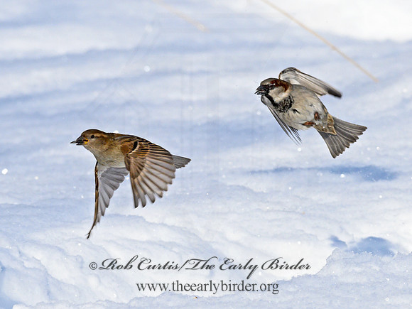 Passer domesticus  HOUSE SPARROW 1301045