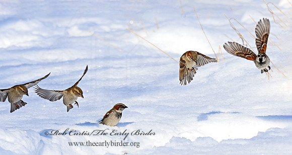 Passer domesticus  HOUSE SPARROW 1301043