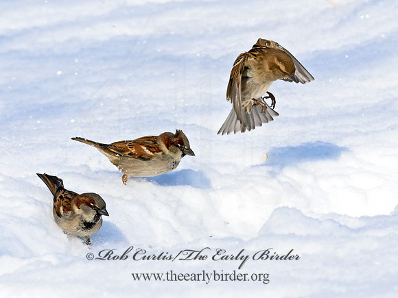 Passer domesticus  HOUSE SPARROW 1301053
