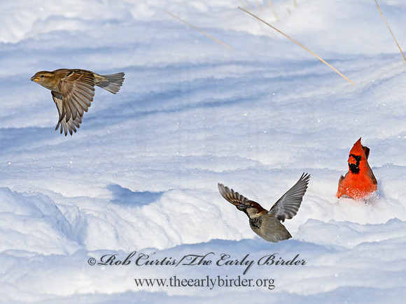 Passer domesticus  HOUSE SPARROW 1301061