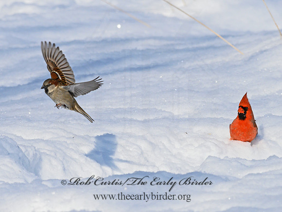 Passer domesticus  HOUSE SPARROW 1301063