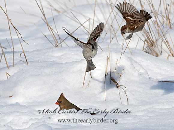 Passer domesticus  HOUSE SPARROW 1301075