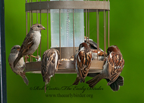 Passer domesticus  HOUSE SPARROW 3007756