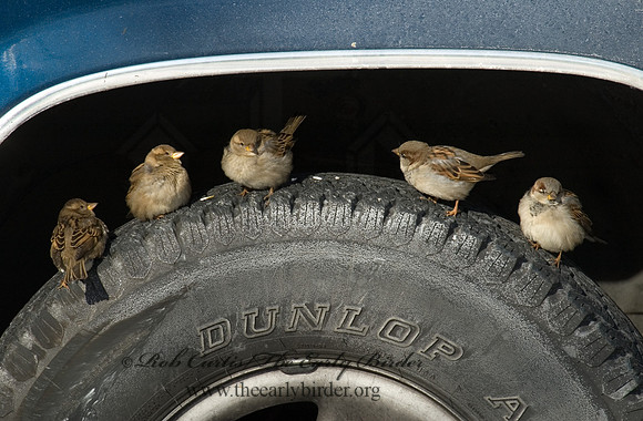 Passer domesticus  HOUSE SPARROW 5017221