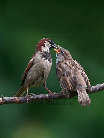 Passer domesticus  HOUSE SPARROW 8031288