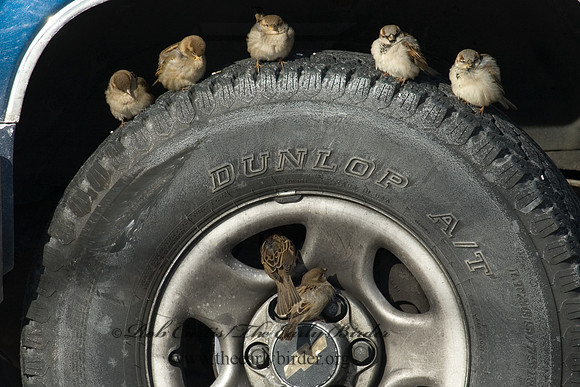 Passer domesticus  HOUSE SPARROW 5017225