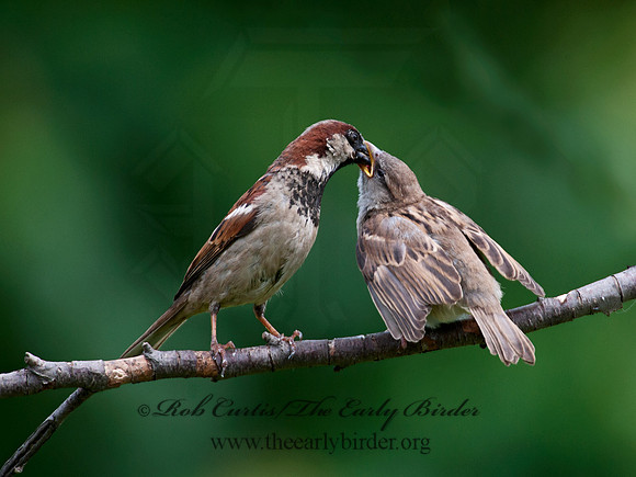 Passer domesticus  HOUSE SPARROW 8031291