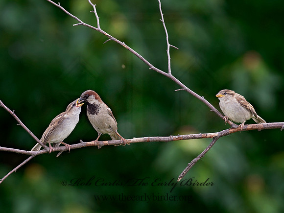 Passer domesticus  HOUSE SPARROW 9012735