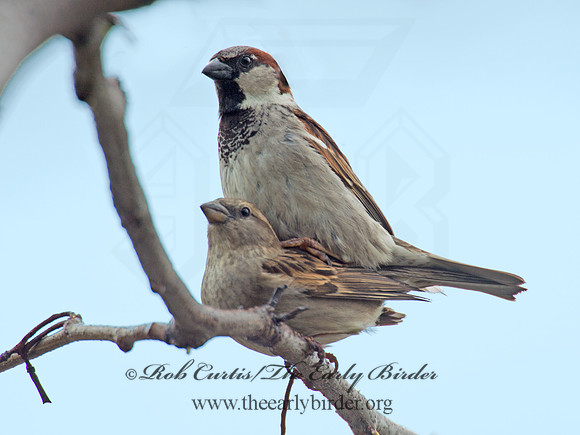 Passer domesticus  HOUSE SPARROW 9021333