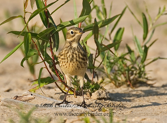 Anthus rubescens  AMERICAN PIPIT 7012493