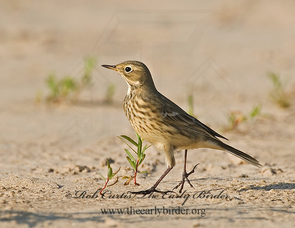 Anthus rubescens  AMERICAN PIPIT 7012499