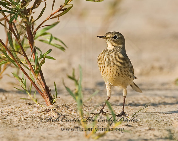 Anthus rubescens  AMERICAN PIPIT 7012496