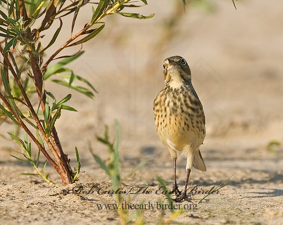 Anthus rubescens  AMERICAN PIPIT 7012495
