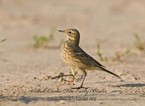 Anthus rubescens  AMERICAN PIPIT 7012500