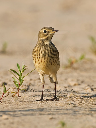 Anthus rubescens  AMERICAN PIPIT 7012498