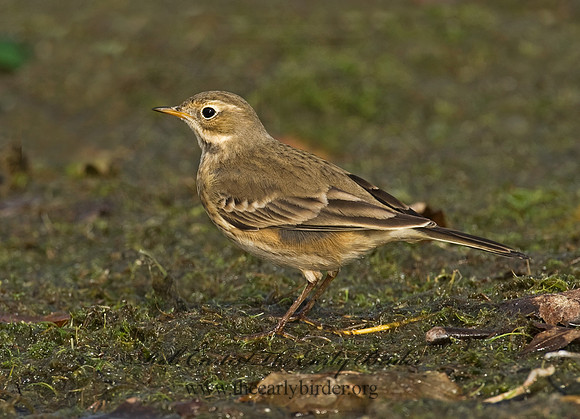 Anthus rubescens  AMERICAN PIPIT 8018612