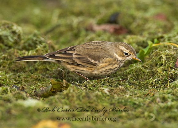 Anthus rubescens  AMERICAN PIPIT 8018619