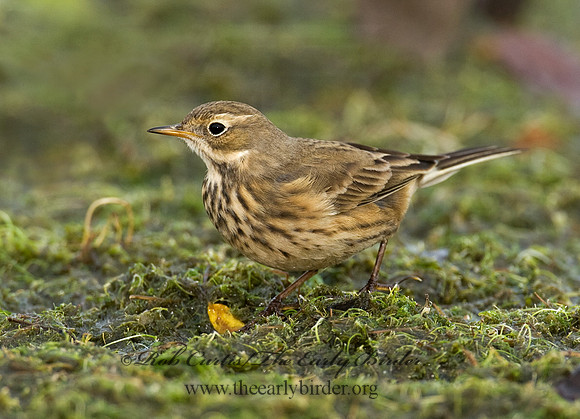 Anthus rubescens  AMERICAN PIPIT 8018644