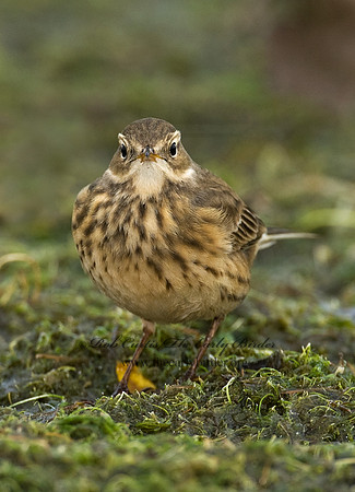 Anthus rubescens  AMERICAN PIPIT 8018647
