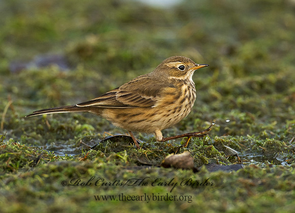 Anthus rubescens  AMERICAN PIPIT 8018648