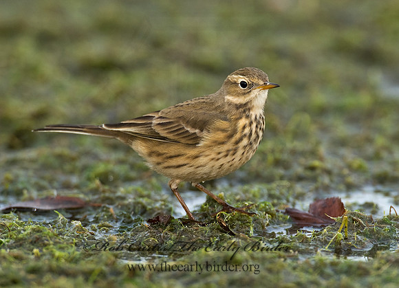 Anthus rubescens  AMERICAN PIPIT 8018649