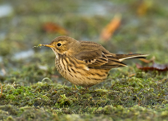 Anthus rubescens  AMERICAN PIPIT 8018653