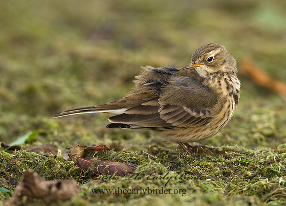 Anthus rubescens  AMERICAN PIPIT 8018657