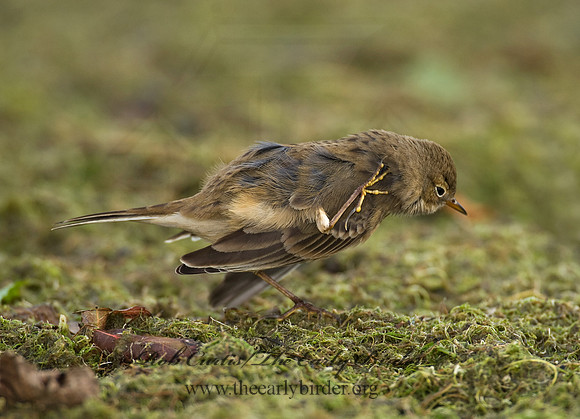Anthus rubescens  AMERICAN PIPIT 8018660