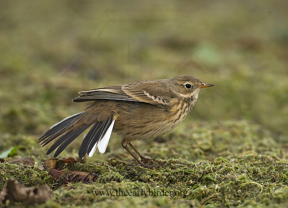 Anthus rubescens  AMERICAN PIPIT 8018663