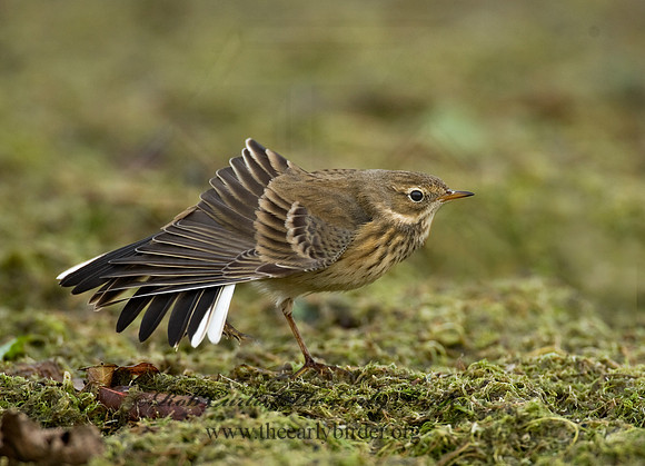 Anthus rubescens  AMERICAN PIPIT 8018664