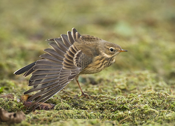 Anthus rubescens  AMERICAN PIPIT 8018666