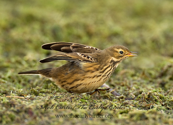 Anthus rubescens  AMERICAN PIPIT 8018671