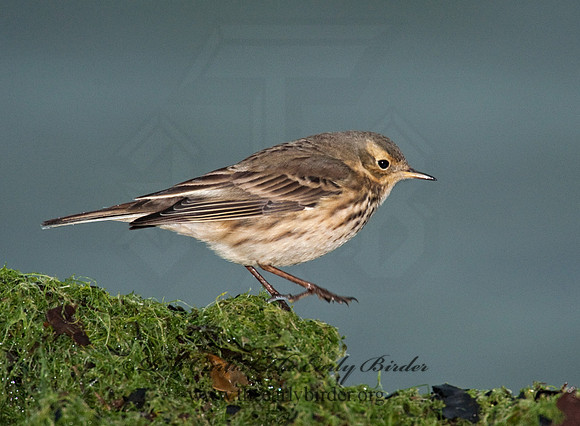 Anthus rubescens  AMERICAN PIPIT 8020923