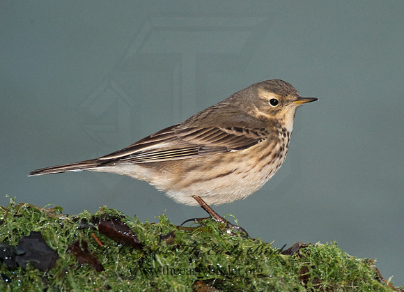 Anthus rubescens  AMERICAN PIPIT 8020935